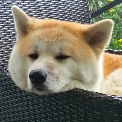 Puppies for sale in Ajmer