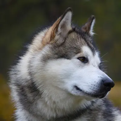 Puppies for sale in Ajmer