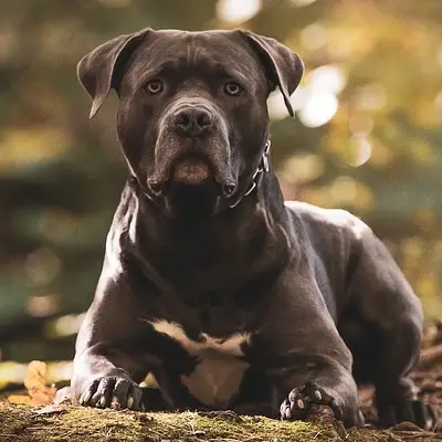 Puppies for sale in Ajmer