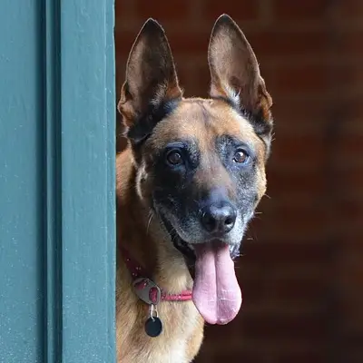 Puppies for sale in Ajmer