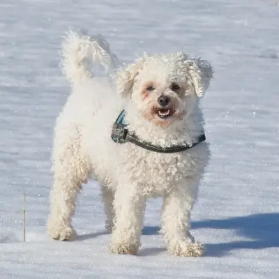 Puppies for sale in Ajmer