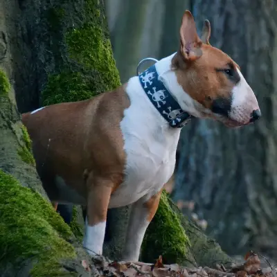 Puppies for sale in Ajmer