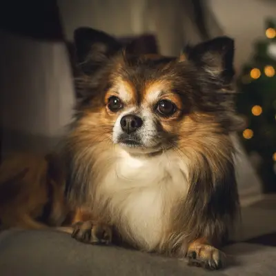 Puppies for sale in Ajmer