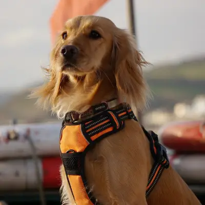 Puppies for sale in Ajmer
