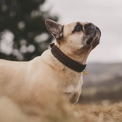 Puppies for sale in Ajmer