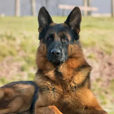 Puppies for sale in Ajmer