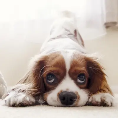 Puppies for sale in Ajmer