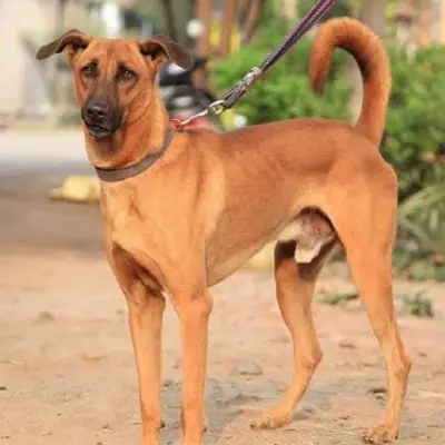 Puppies for sale in Ajmer