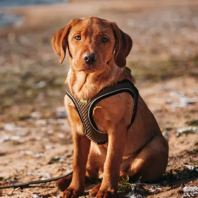 Puppies for sale in Ajmer