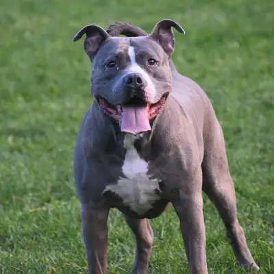 Puppies for sale in Ajmer