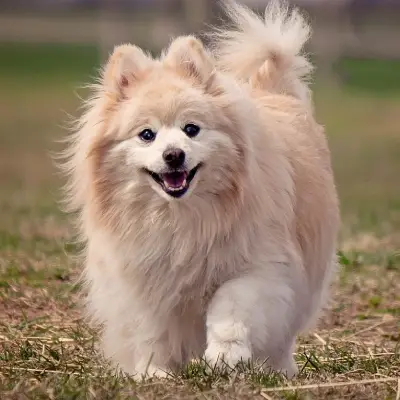 Puppies for sale in Ajmer