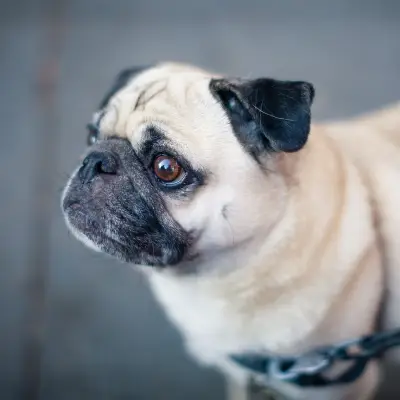Puppies for sale in Ajmer