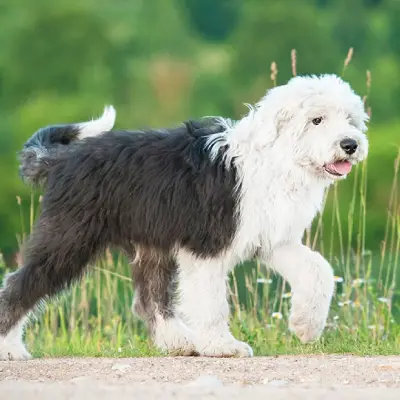 Puppies for sale in Ajmer