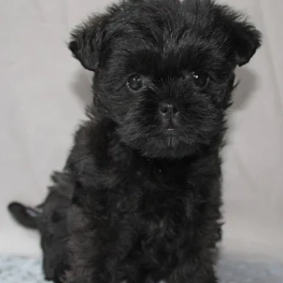 Affenpinscher puppies for sale in Ajmer