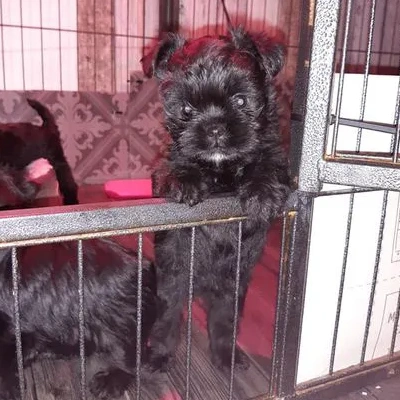 Affenpinscher puppies for sale in Ajmer