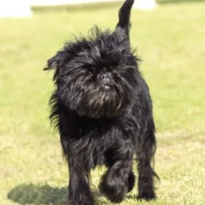 Affenpinscher puppies for sale in Ajmer