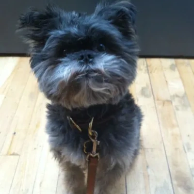 Affenpinscher puppies for sale in Ajmer