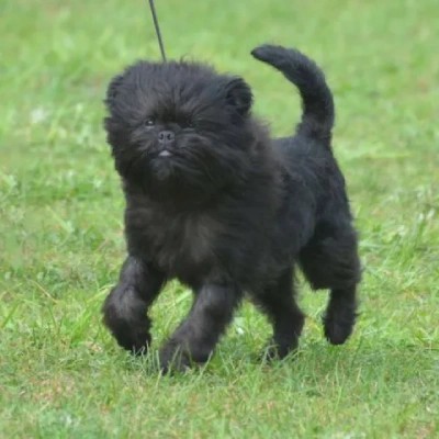Affenpinscher puppies for sale in Ajmer
