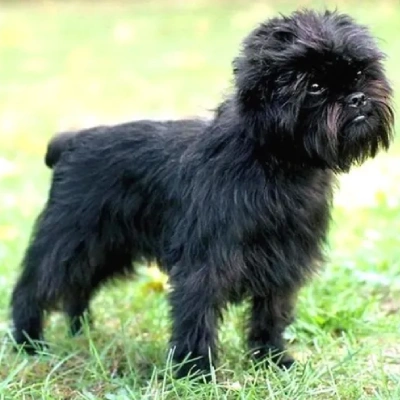 Affenpinscher puppies for sale in Ajmer