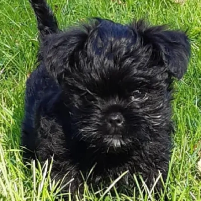 Affenpinscher puppies for sale in Ajmer
