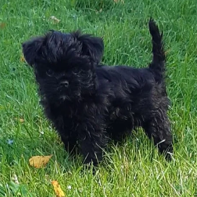 Affenpinscher puppies for sale in Ajmer