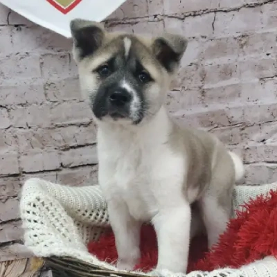 Akita puppies for sale in Ajmer