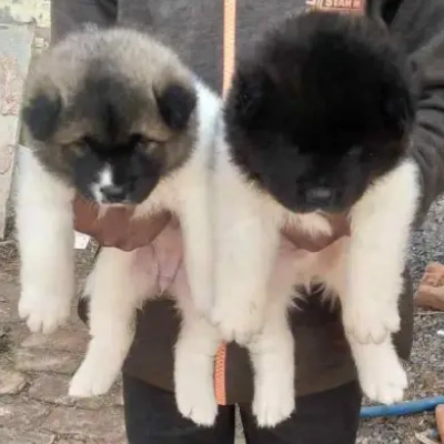 Akita puppies for sale in Ajmer