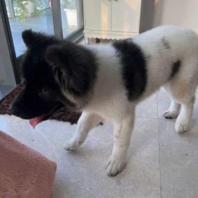 Akita puppies for sale in Ajmer
