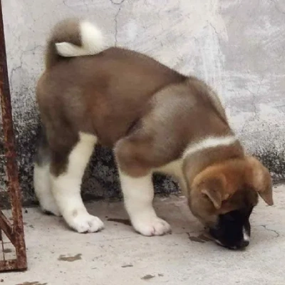 Akita puppies for sale in Ajmer