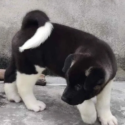 Akita puppies for sale in Ajmer
