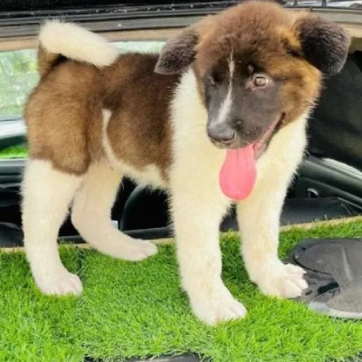 Akita puppies for sale in Ajmer