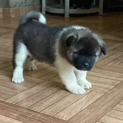 Akita puppies for sale in Ajmer