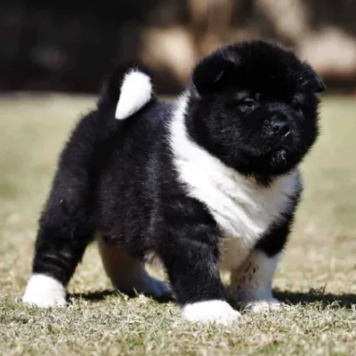 Akita puppies for sale in Ajmer