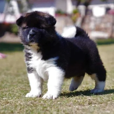 Akita puppies for sale in Ajmer