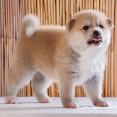 Akita puppies for sale in Ajmer
