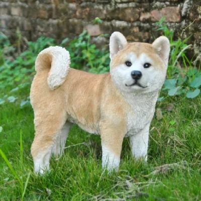 Akita puppies for sale in Ajmer