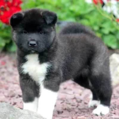 Akita puppies for sale in Ajmer