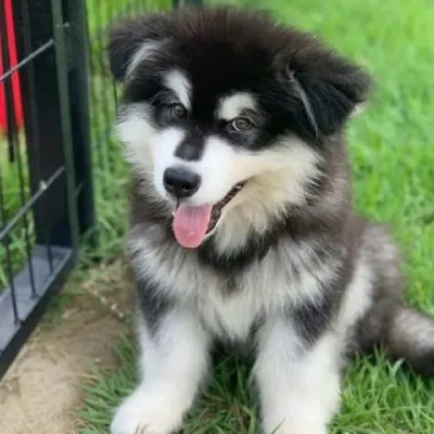 Alaskan Malamute puppies for sale in Ajmer