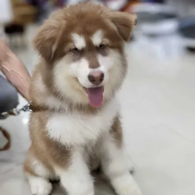 Alaskan Malamute puppies for sale in Ajmer