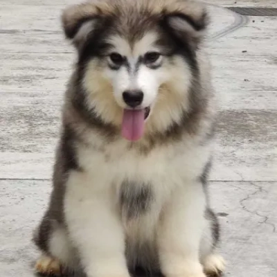 Alaskan Malamute puppies for sale in Ajmer