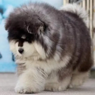 Alaskan Malamute puppies for sale in Ajmer