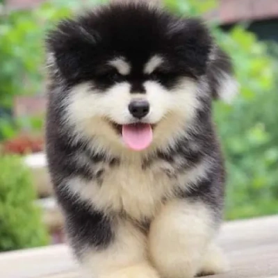 Alaskan Malamute puppies for sale in Ajmer
