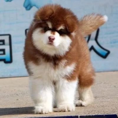 Alaskan Malamute puppies for sale in Ajmer