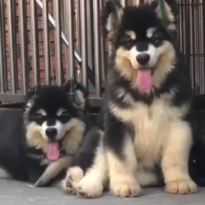 Alaskan Malamute puppies for sale in Ajmer