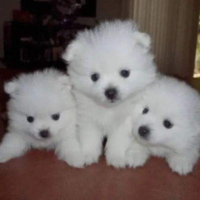 American Eskimo puppies for sale in Ajmer
