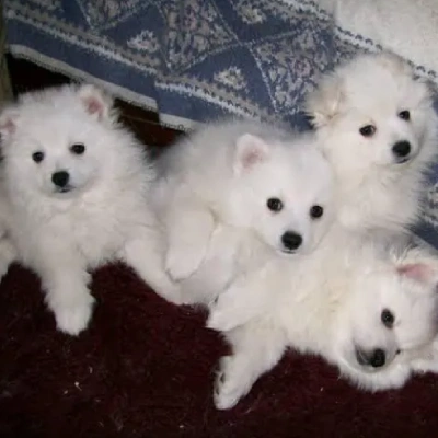 American Eskimo puppies for sale in Ajmer