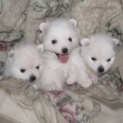 American Eskimo puppies for sale in Ajmer