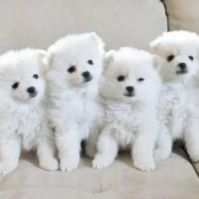 American Eskimo puppies for sale in Ajmer