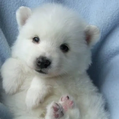 American Eskimo puppies for sale in Ajmer