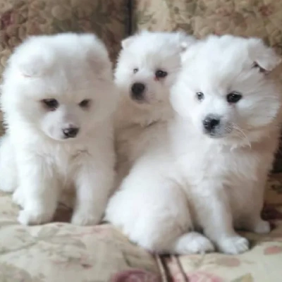American Eskimo puppies for sale in Ajmer